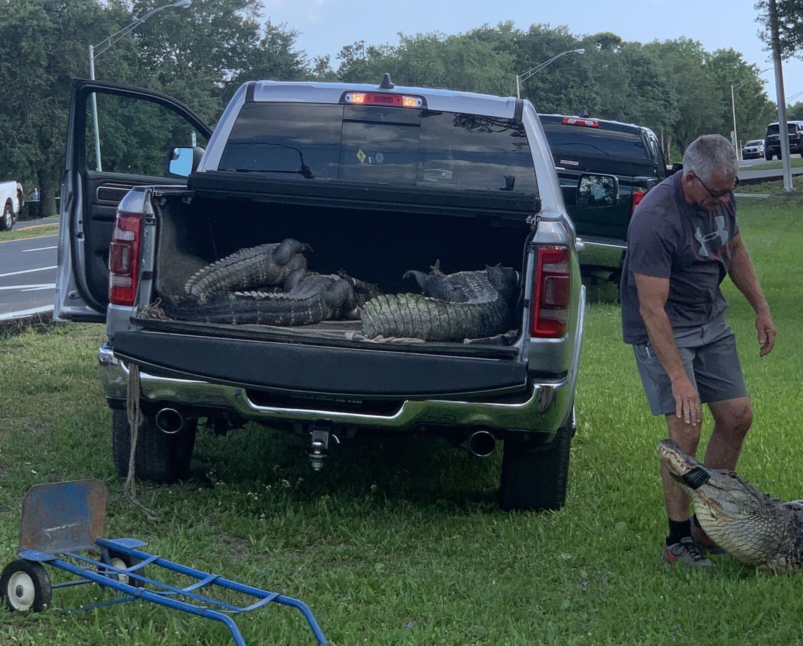 VNalligator050121d.jpg